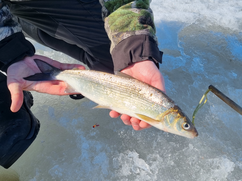 siika kalastajan käsissä